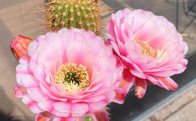 Beautiful Sedona Cactus Flowers